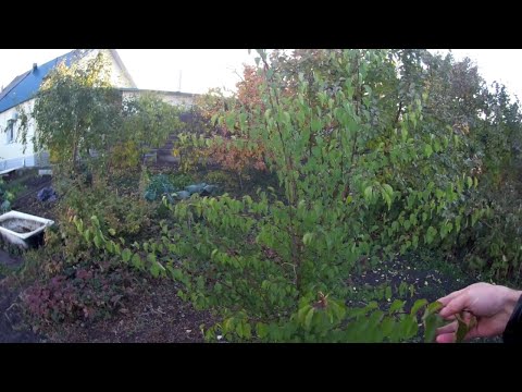 Абрикос Краснощёкий Среднеранний