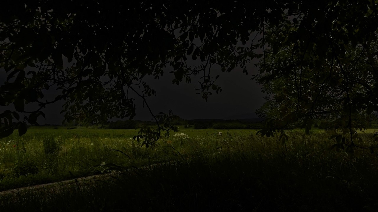 Guarda Hiding Under a Tree | Thunderstorm Rolling Over the Fields | Summer at Grandma's Village su YouTube Guarda Hiding Under a Tree | Thunderstorm Rolling Over the Fields | Summer at Grandma's Village su YouTube