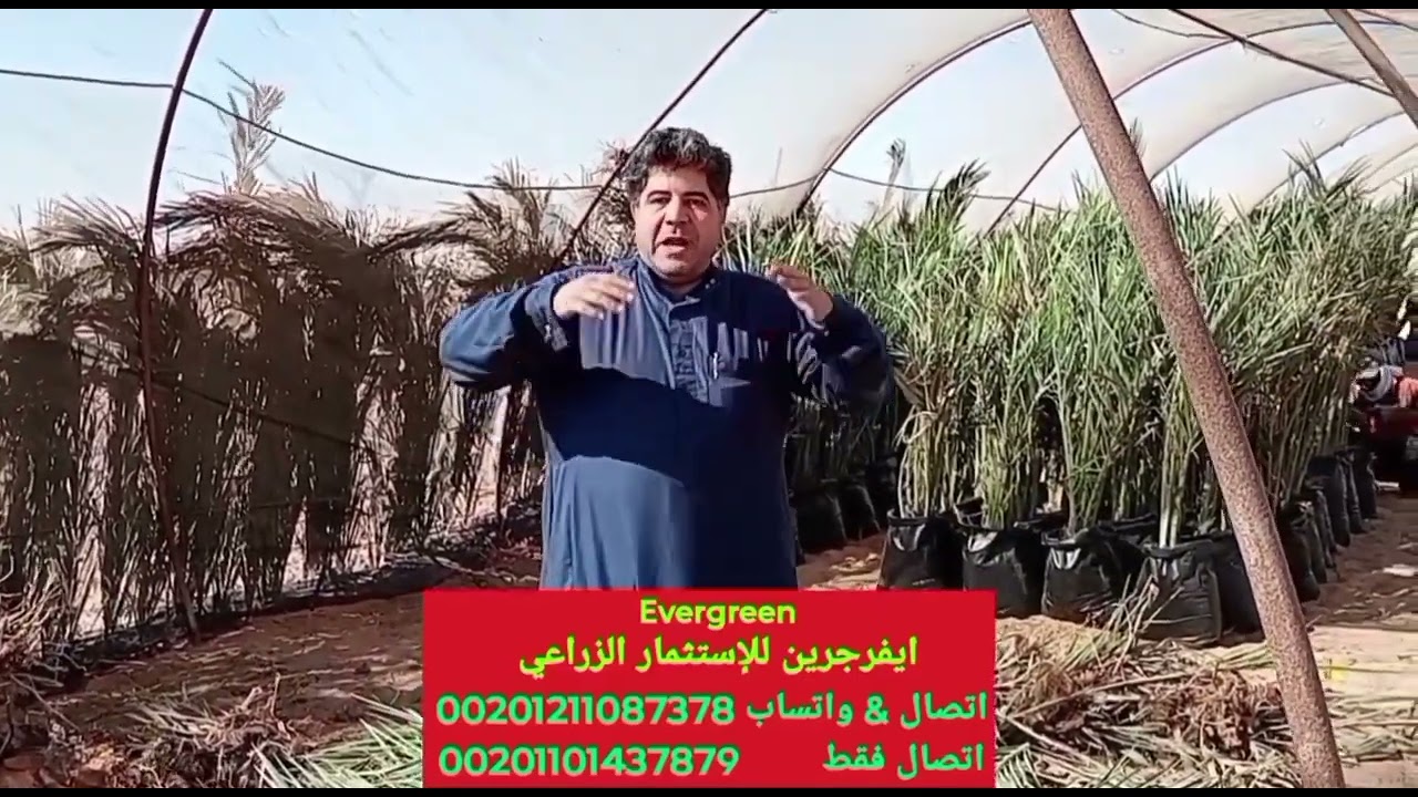 انتباه. نعطيك أي عدد من فسايل نخيل مجدول و نخيل برحي و نخيل صعيدي للبيع في مشتل ايفرجرين. مشروع مربح