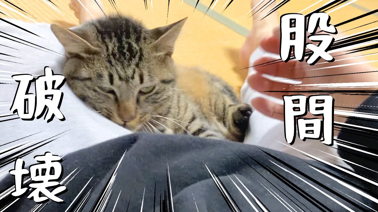A cat that has been neutered and lost its testicles crushes its