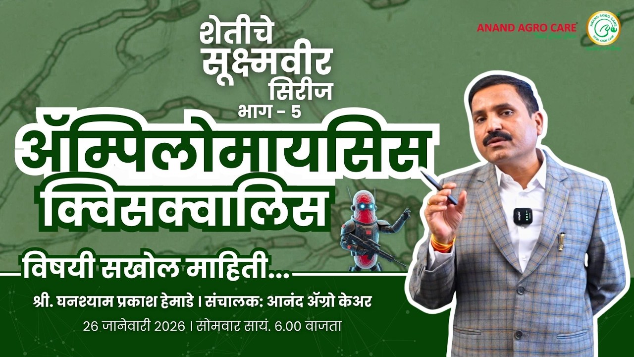 शेतीतील सूक्ष्मवीर (भाग 5): भुरी रोगावर प्रभावी जैविक नियंत्रण: एम्पिलोमायसिस क्विसक्वालिस