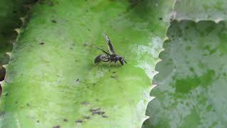 Wasp On Leaf - Royalty Free Stock Footage