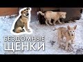 БЕЗДОМНЫЕ ЩЕНКИ / город Вуктыл