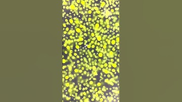 What does algae look like under a microscope?🔬 #Science #Algae #Microscope