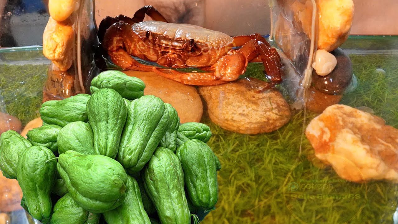 Clamp Everything With Crab Claws: Can A Crab's Claws Crush A SuSu fruit?