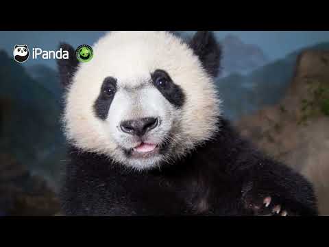聽大熊貓“貝貝”如何介紹自己 | iPanda熊貓頻道
