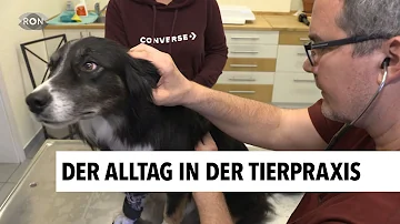 Wie bewirbt man sich als Tierarzt?