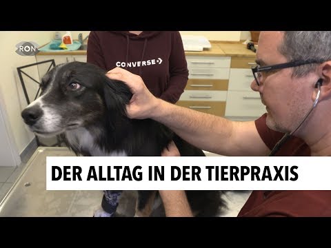 Video: Warum möchten Sie im Veterinärbereich arbeiten?