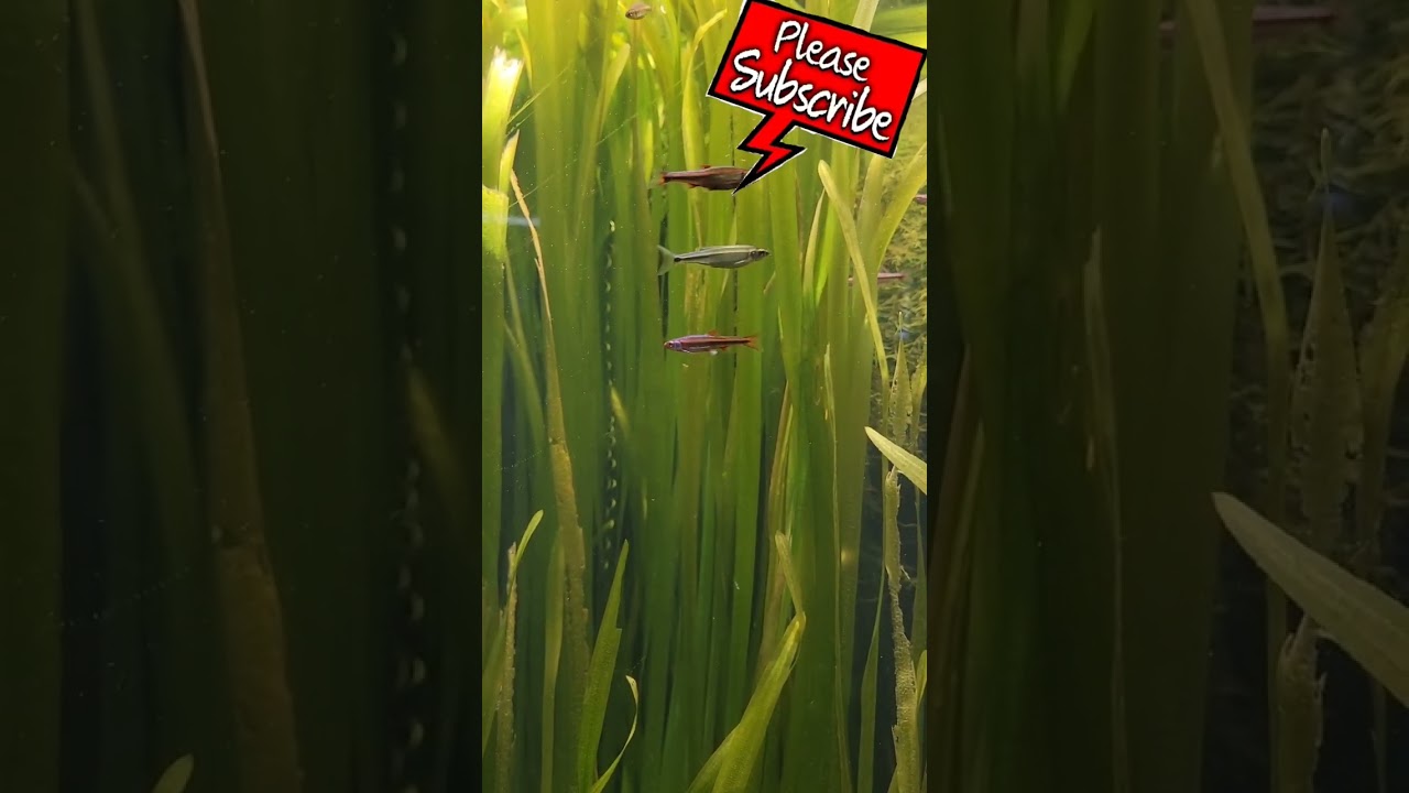 What do you think about these American natives Rainbow Shiner❓️