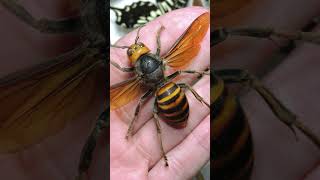 Beware The Sting Unveiling The Peril Of The Dangerous Asian Giant Hornet