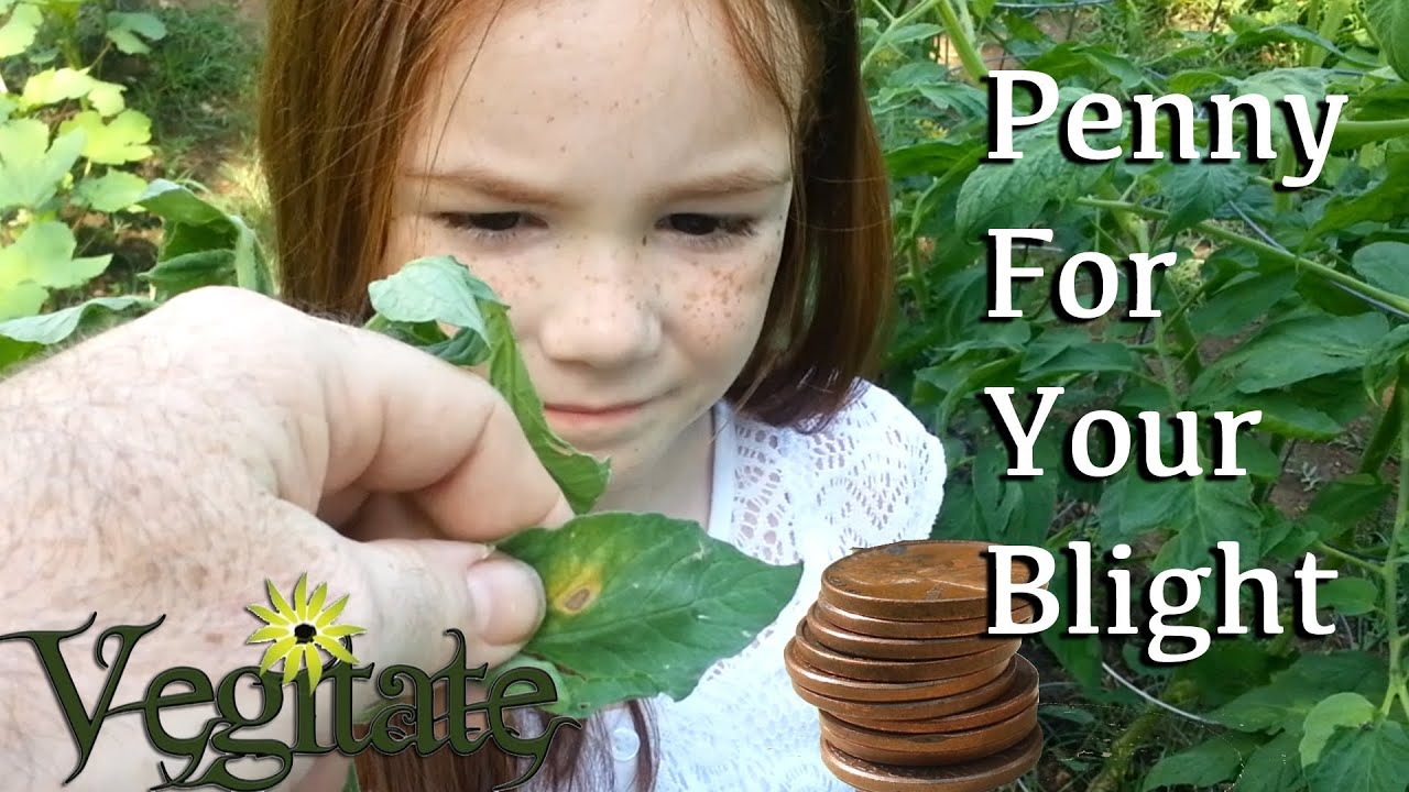 Fighting tomato blight with pennies?