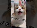 今日のおしゃべり小町。今日もカワイイカワイさん？