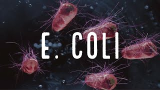 E coli enterohemorragica (O157:H7)