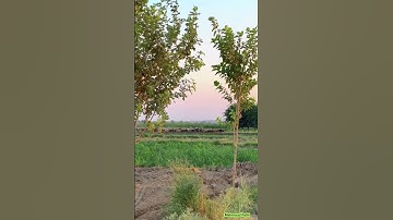 من سورة طه الايات (١٧) ، (١٨) :[وَمَا تِلْكَ بِيَمِينِكَ يَا مُوسَى (١٧) ، (١٨)] #الشيخ_شعبان_الصياد