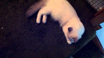 Ragdoll kitten plays fetch