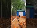How to Golden mishri farming (#36) 🧺🐓 #shorts #shortsfeed #shortsvideo #viralvideo