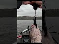10 pound catfish from clearlake #catfish #fishing #clearlake