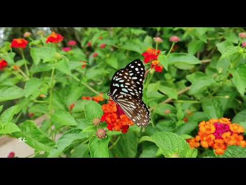 Relaxing music with