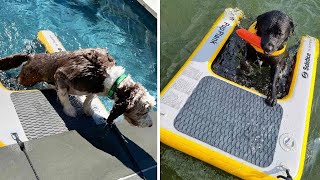 Take Your Dog Swimming With the Solstice Inflatable Pup Plank