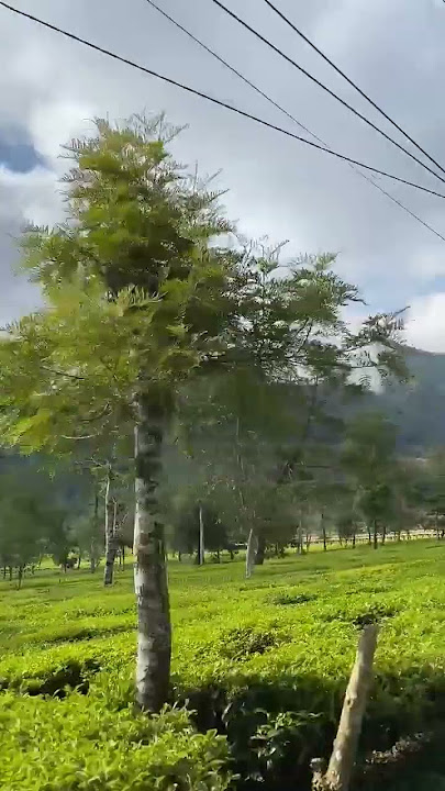 Kebun Teh #dieng #wonosobohits #story #aesthetic
