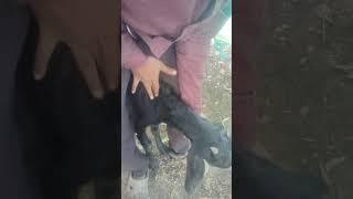 driching nemonia ka treatment kaise karen doston