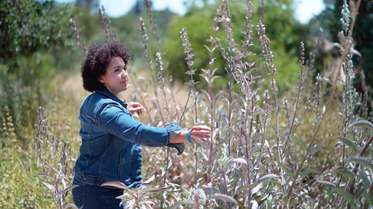 🌿Quema Salvia blanca, para transmutar - Conciencia Colmena