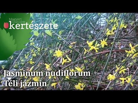 Videó: A téli jázmin gondozása – Információk a téli jázminról és termesztési tippek