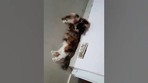 Watch the video about Calico Persian CAT tri-color female available exotic