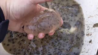 Frog Egg Rescue