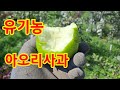 2024년 8월 13일 유기농사과 아오리 수확 판매합니다.