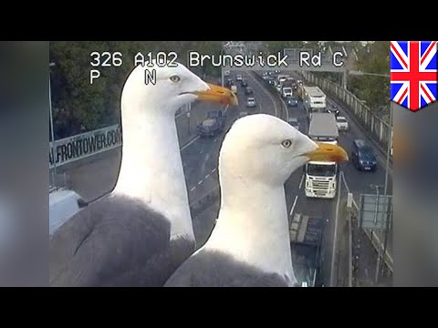 seagulls-find-fame-after-photobombing-london-traffic-cam---tomonews