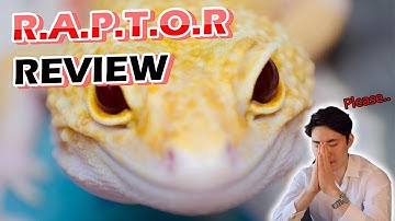 R.A.P.T.O.R Leopard Gecko Morph Review | GECKOPIA