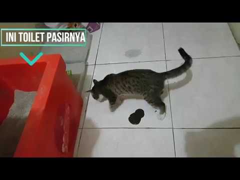 Video: Kucing Toilet Training… Benarkah?