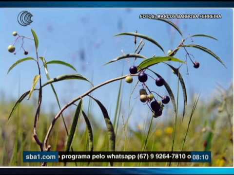 Vídeo: Murcha da ervilha do sul em plantas: reconhecendo e tratando a murcha das culturas de ervilha do sul