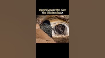 They Thought The Bear Was Hibernating… 😰 #dangerous