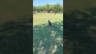 Meet Dasher A Terrier, American Pit Bull Currently Available For Adoption 9132025 102435 Am