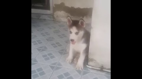 Chú cún yêu đời nhất quả đất