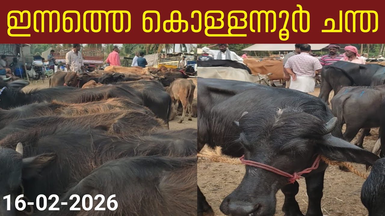 16/2/2026/ ഇന്നത്തെ കൊള്ളന്നൂർ ചന്ത#simple_work യൂട്യൂബ് ചാനൽ