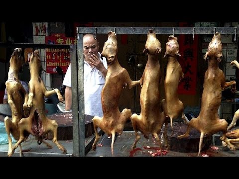 Vídeo: Chinesa Atravessa Continente E Paga Milhares Para Resgatar 100 Cães Do Dog-Eating Festival - Matador Network