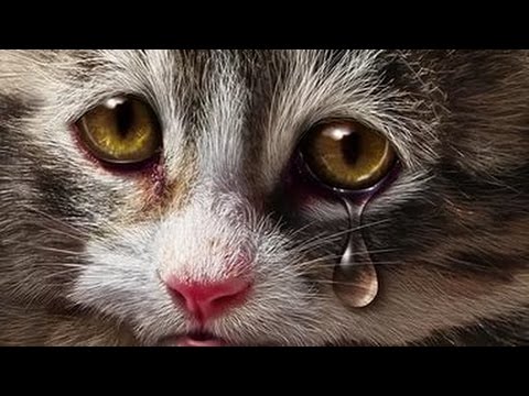 Бедные бездомные коты