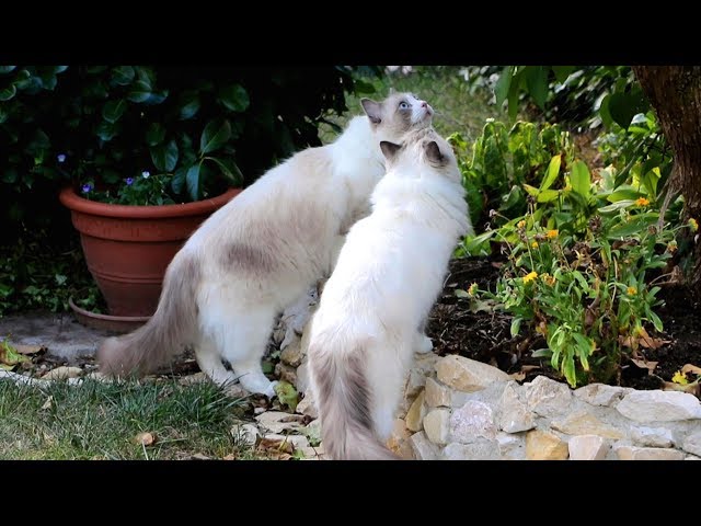 Ragdoll cats walking free (in the garden)