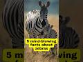 5 mind blowing facts about zebras 🦓 #zebra #facts #shorts