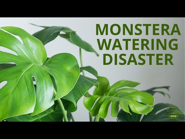 I Rescued My Overwatered Monstera Deliciosa (Swiss Cheese Plant) - Symptoms  And Solutions - YouTube