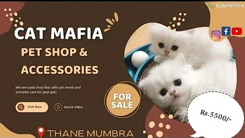 Watch the video about PERSIAN DOLL FACE MALE KITTEN FOR SALE RS.5500/- ONLY AVAILABLE AT MUMBRA THANE