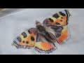 Butterfly quilt with inktense pencils and thread painting