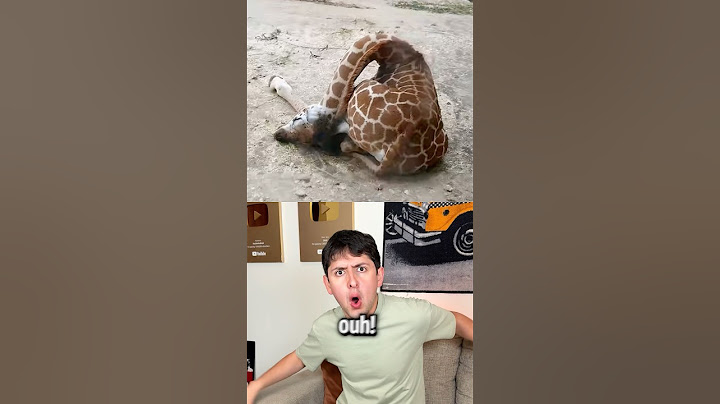 POR QUÉ DUERMEN ASI ESTOS ANIMALES?!!
