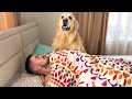 How Do I Wake Up When I Have a Golden Retriever [Try Not to Laugh]