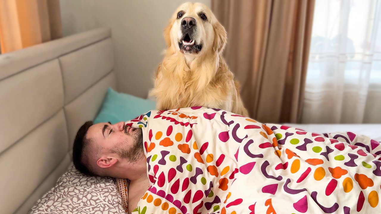 How Do I Wake Up When I Have a Golden Retriever [Try Not to Laugh ...