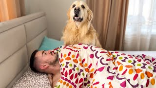 How Do I Wake Up When I Have a Golden Retriever [Try Not to Laugh]
