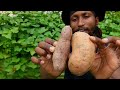 Sweet Potatoes || From Supermarket To Soil ||Olle Gardens Raised Bed